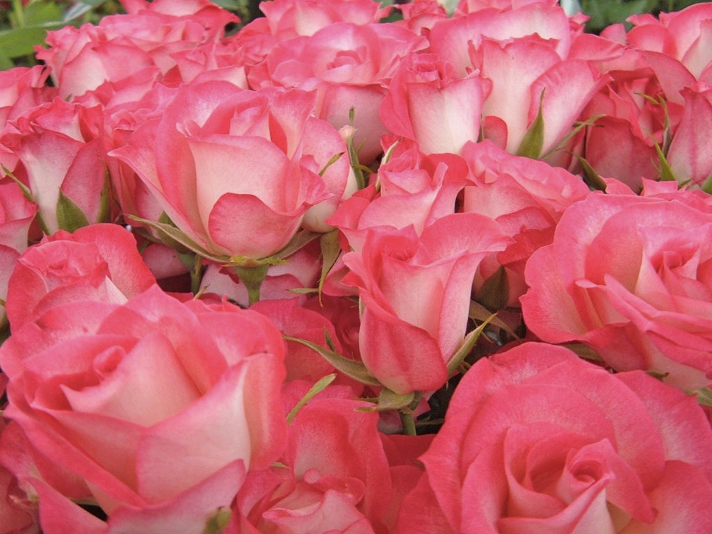 Rose  Petal