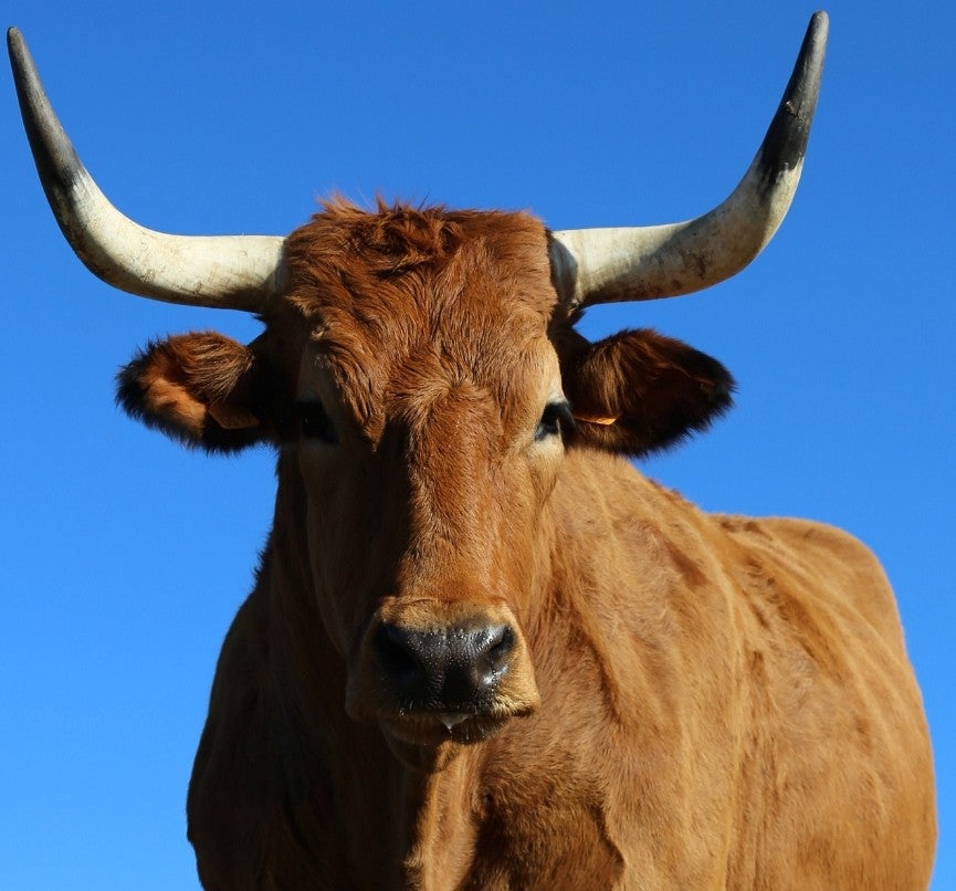 『ステーキ・レボリューション』イベント運営チーム