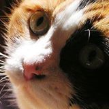 SHOKO_TKB