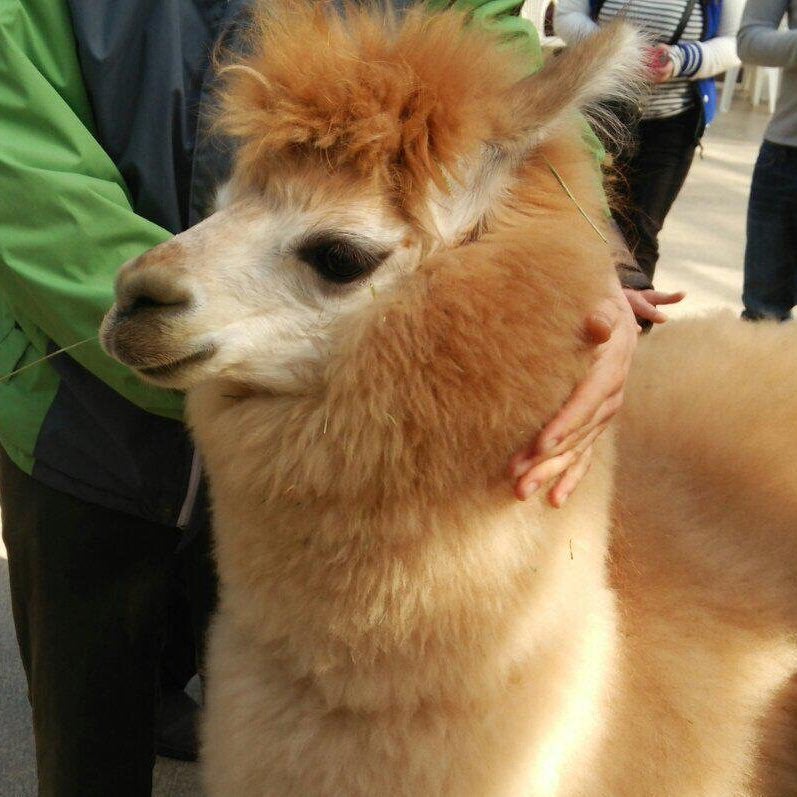 alpacaman