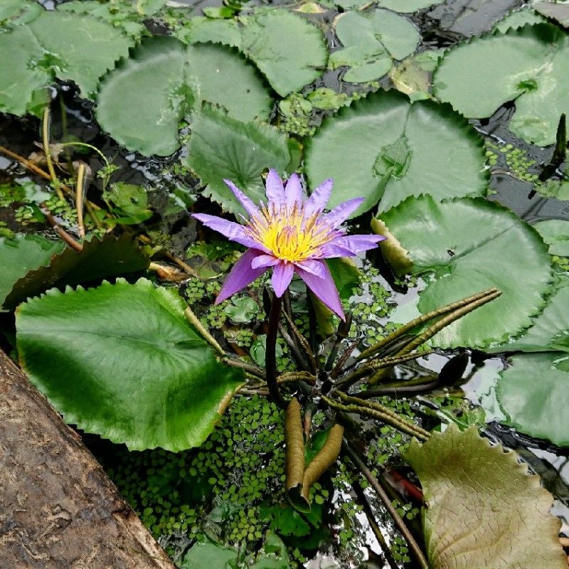 岸野 レオナ