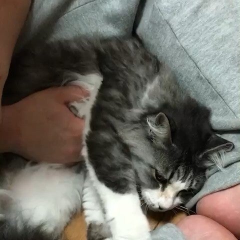 りゅくん