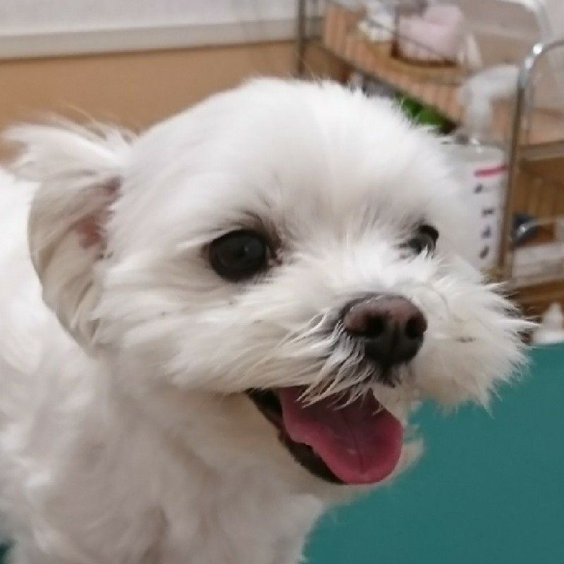 はろきち