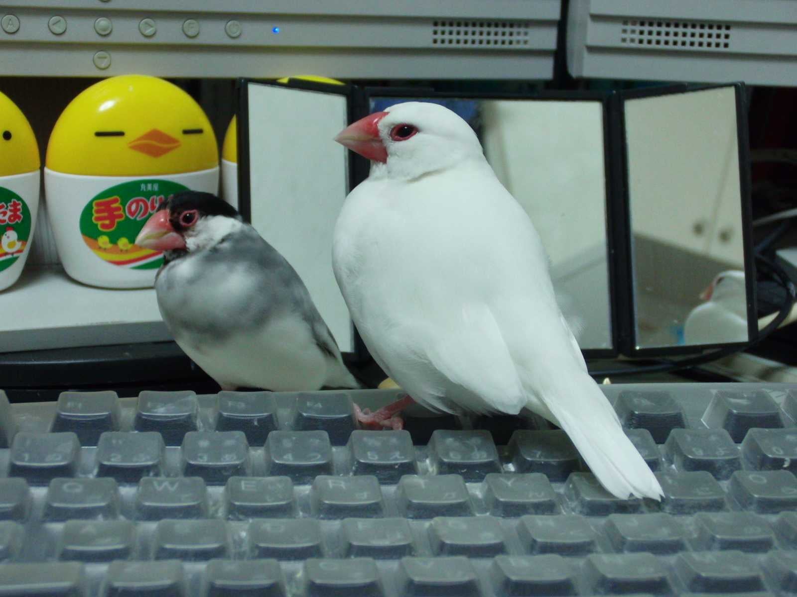 bird_glass
