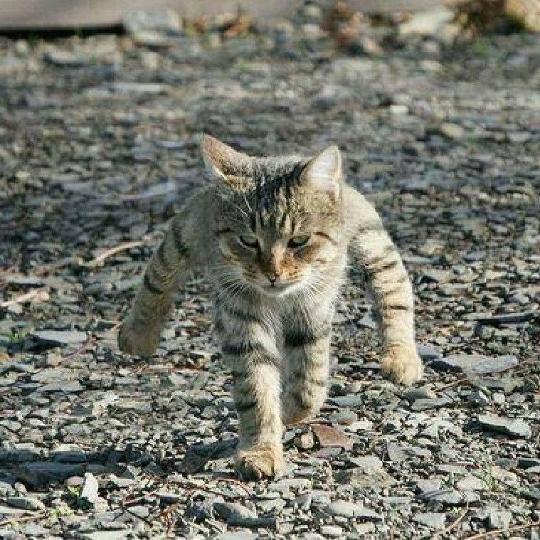 ジャッキーこだま