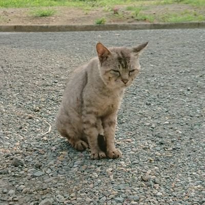 hamiashuko