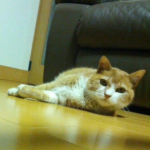 tomodekazira