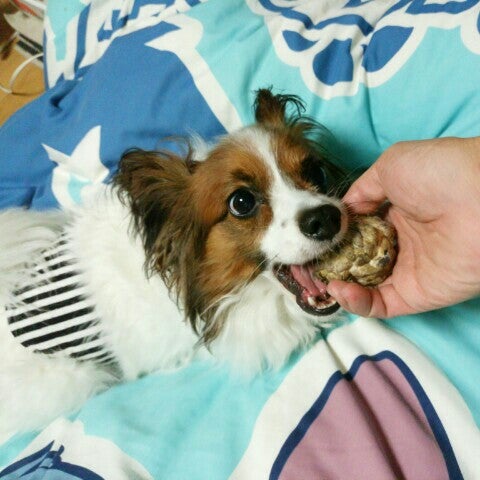 bowwando