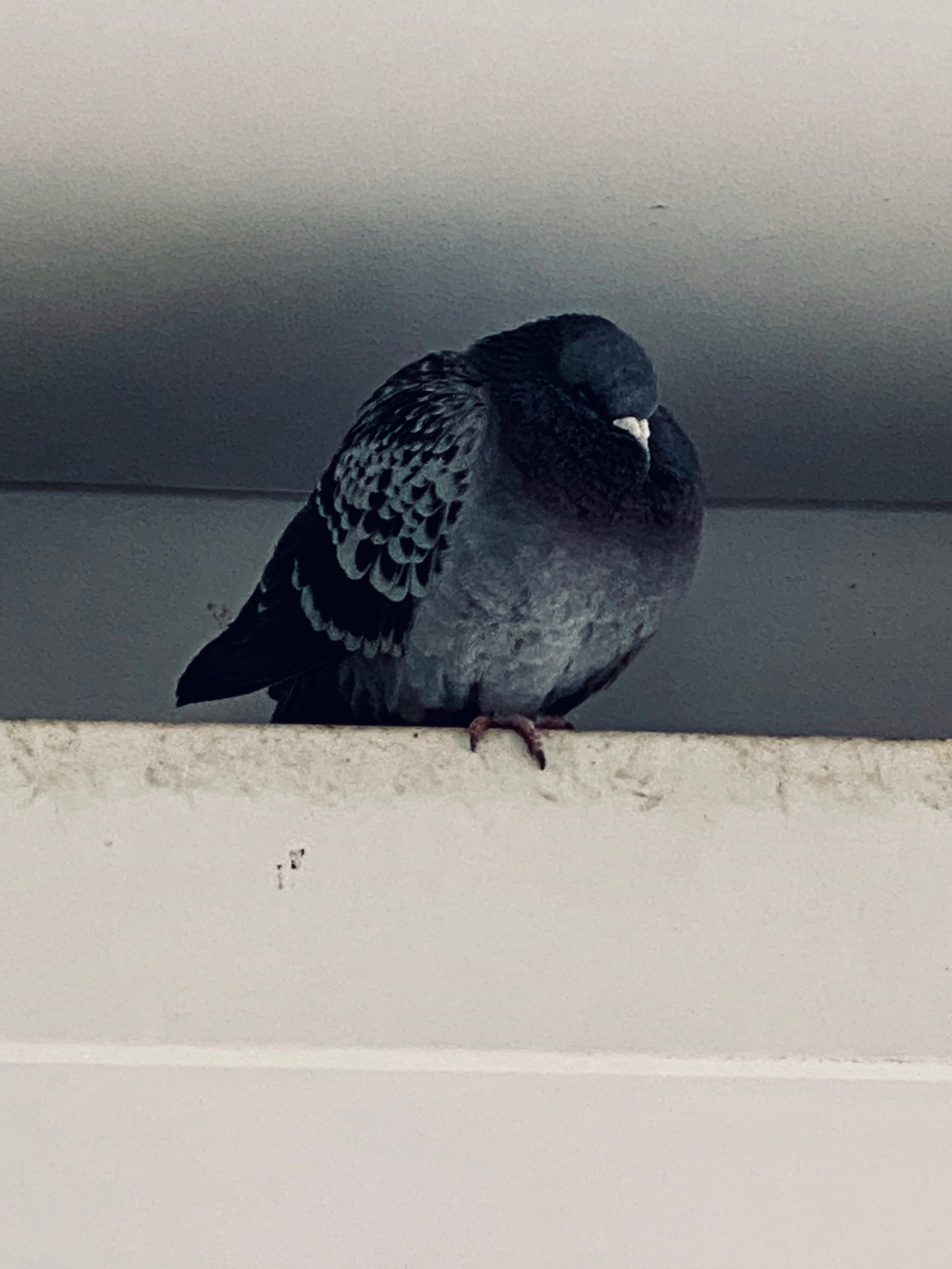 しろのち