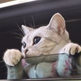 はちのこ