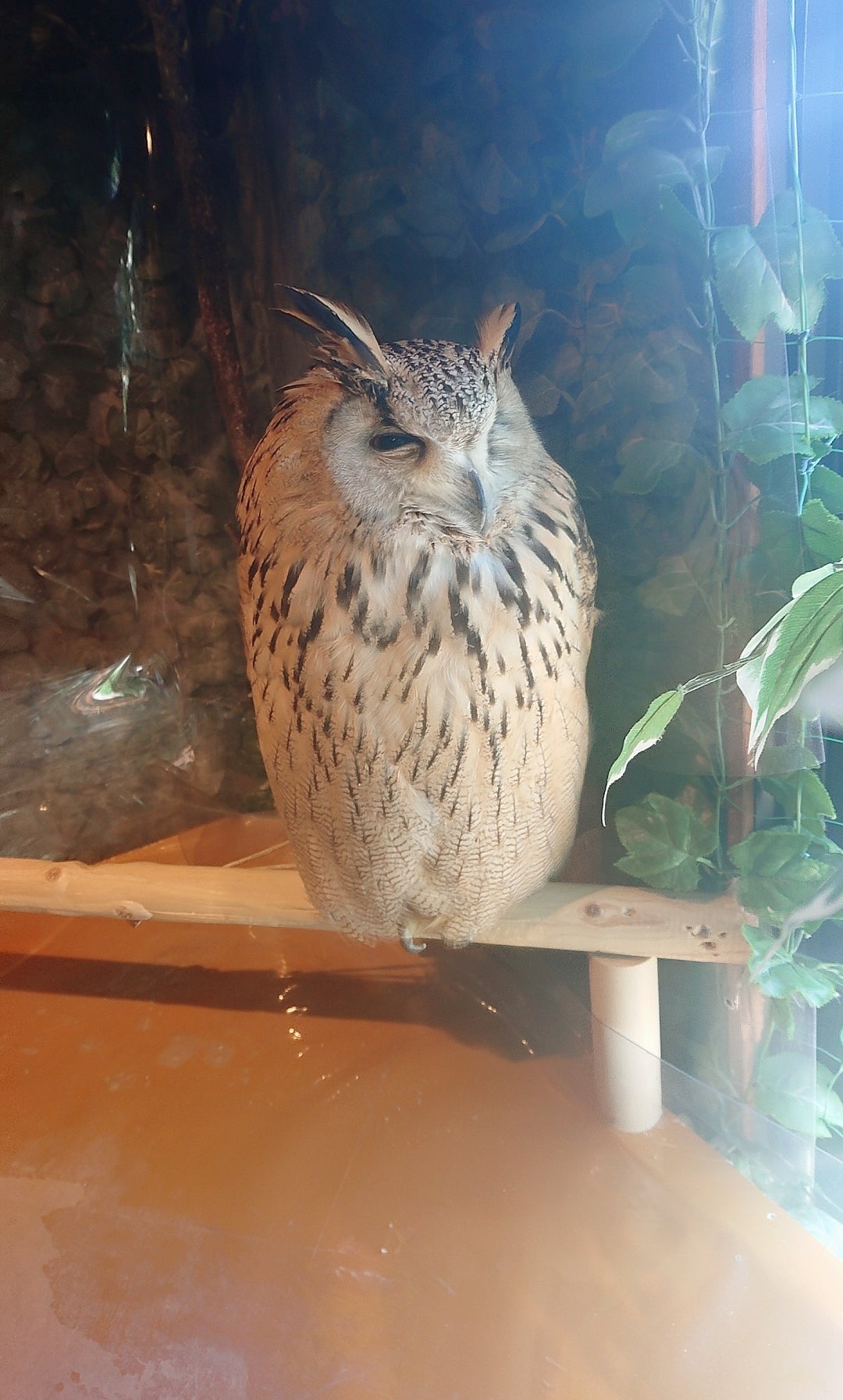 かなかなココア