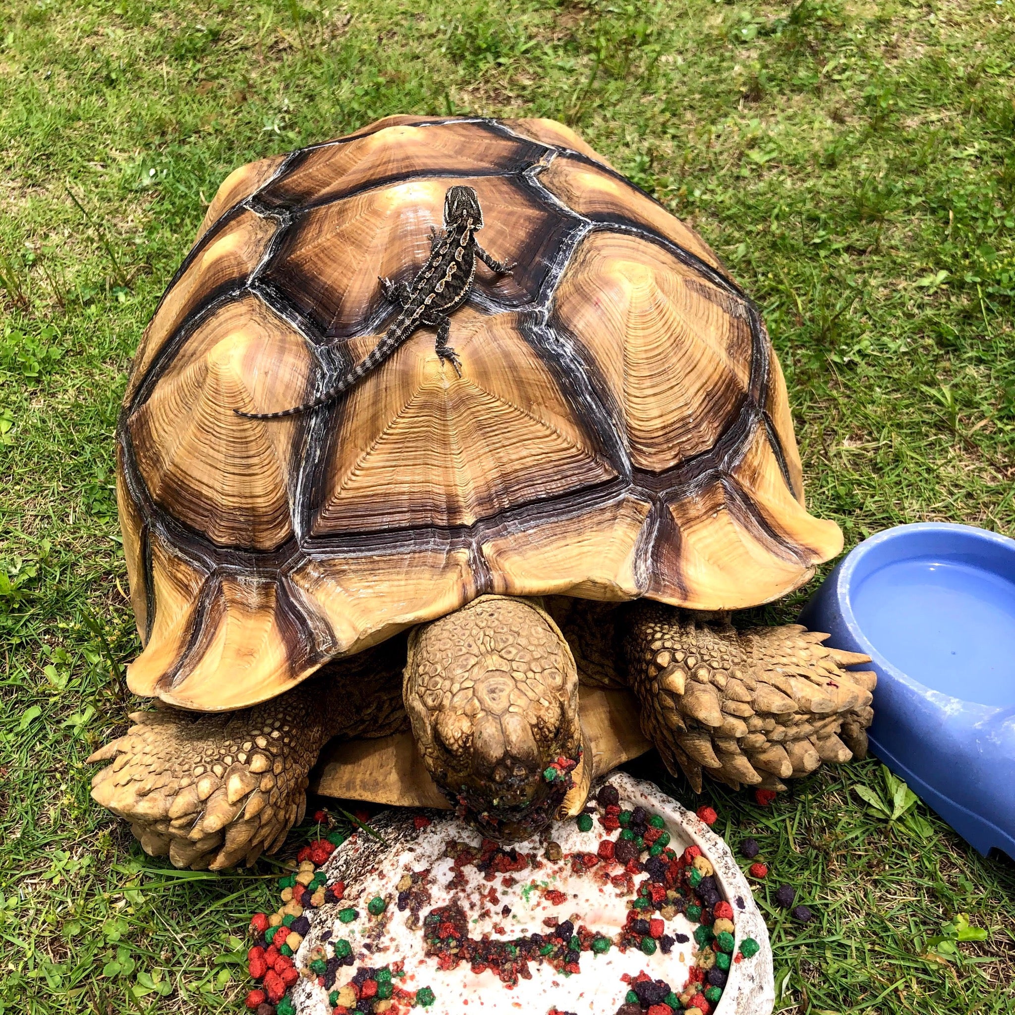 まるぼうずさん