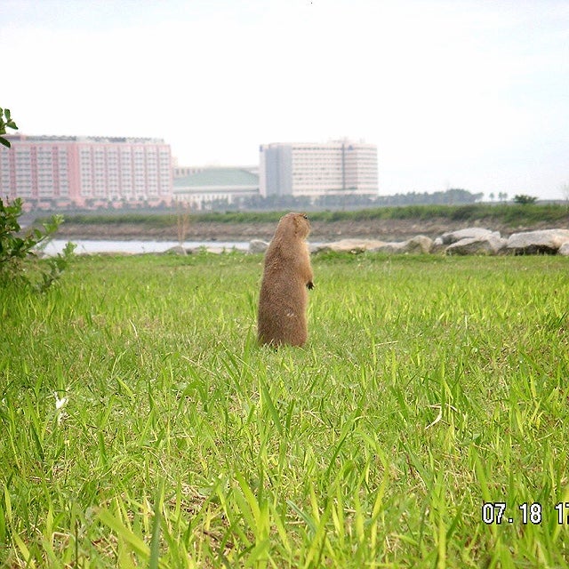 しゃっく