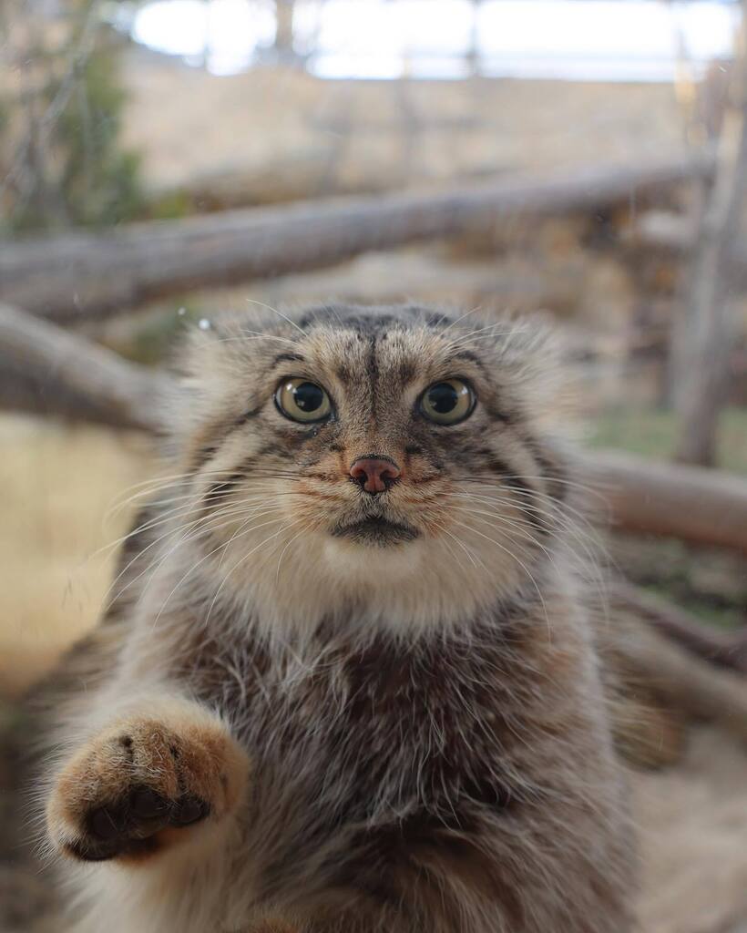 ぼたこ