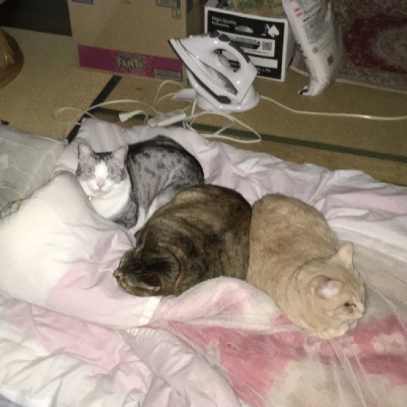 雪音こ