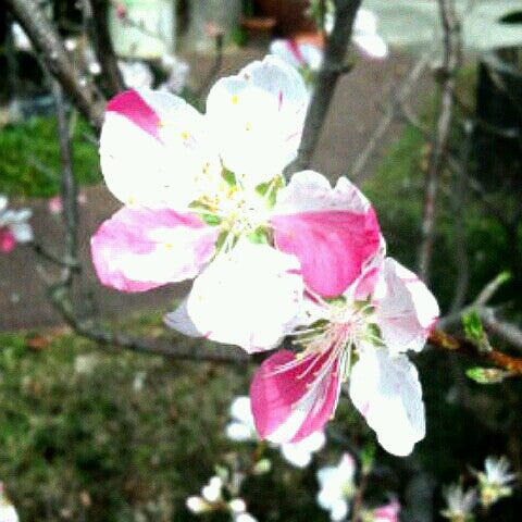 murataみ