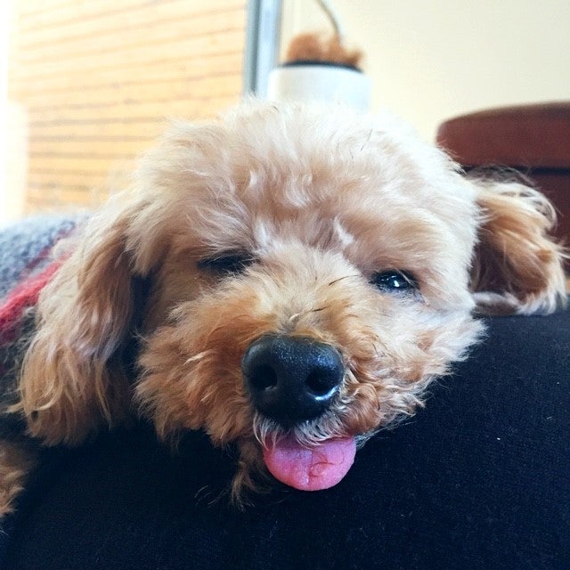 lilylilylily