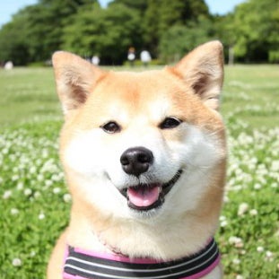 よねよねね