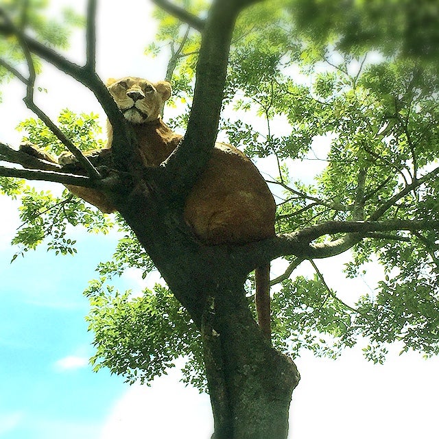 ねこしっぽ