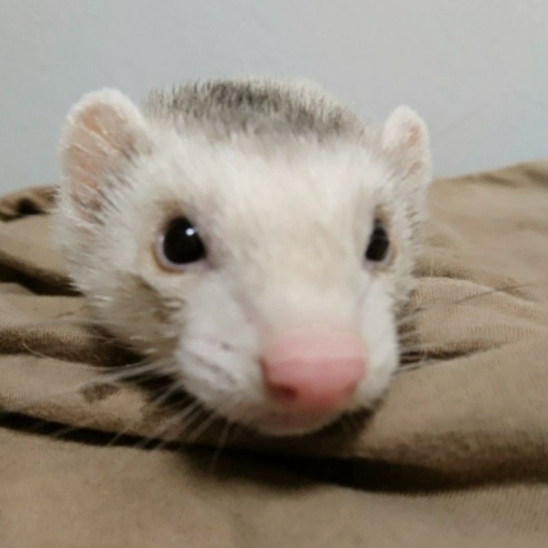 山田 パンダ