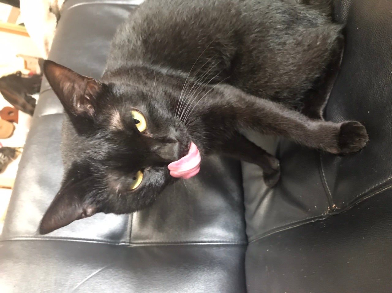 ごちまるぺりお