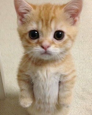 なつじゅん