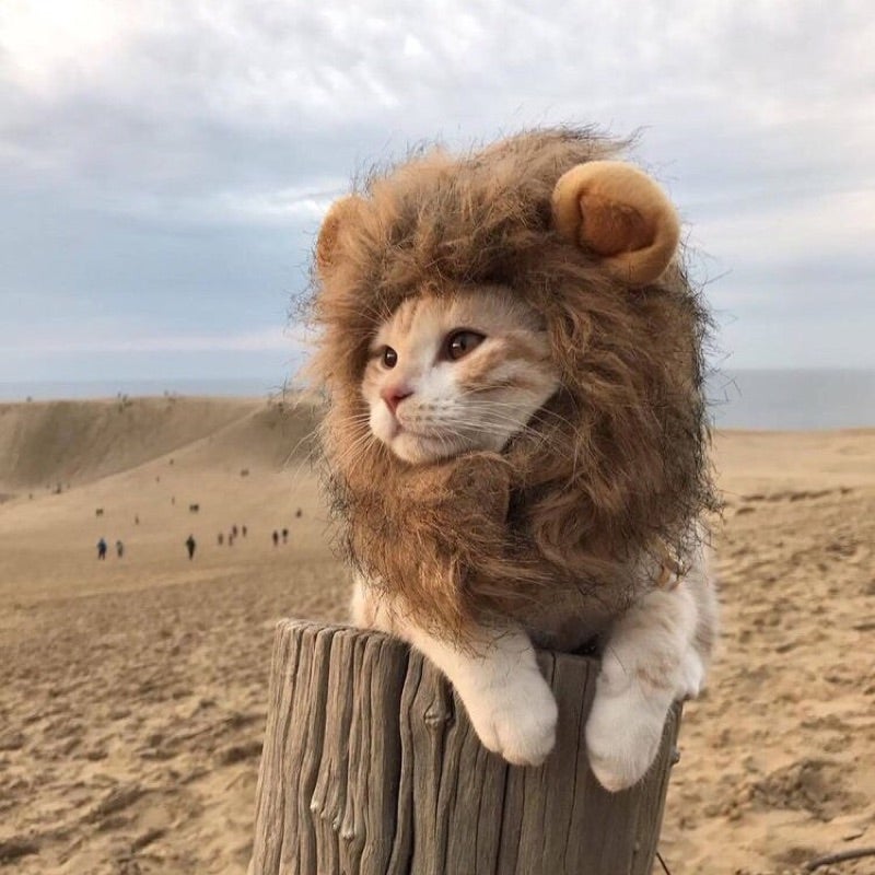 リュウ.