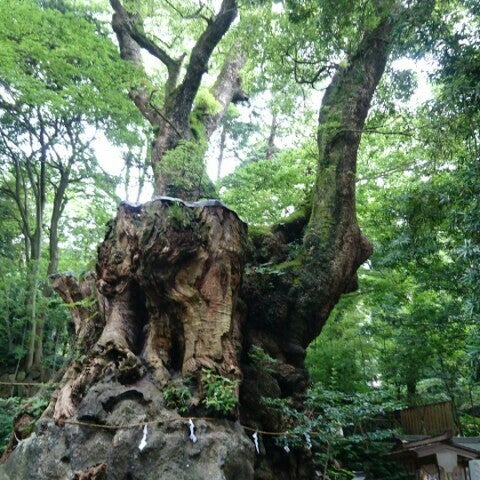 toshiaih