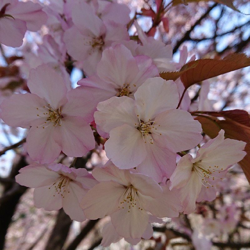 ousakurasake