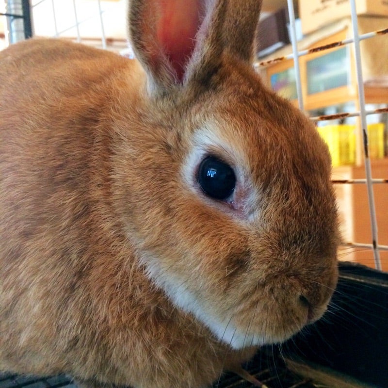 クロカワカズヤ