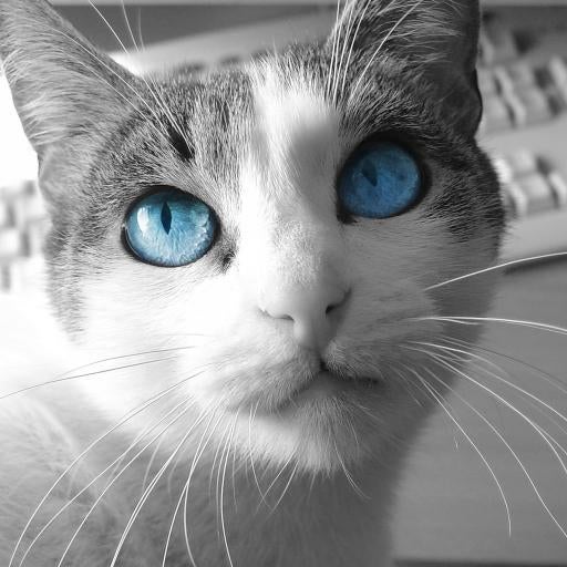 タケツナ