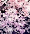 Cherry blossom front