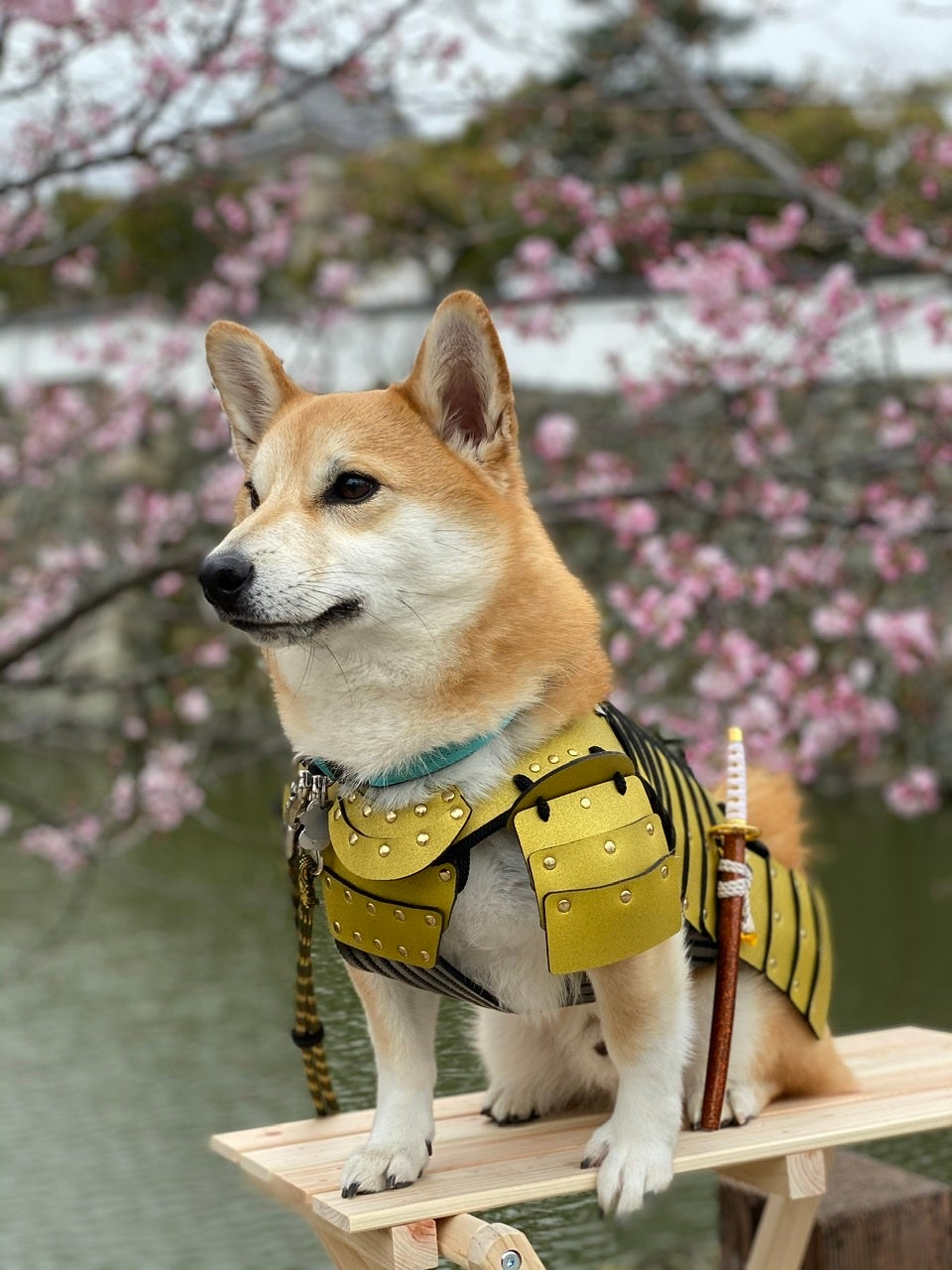 太田 侑志
