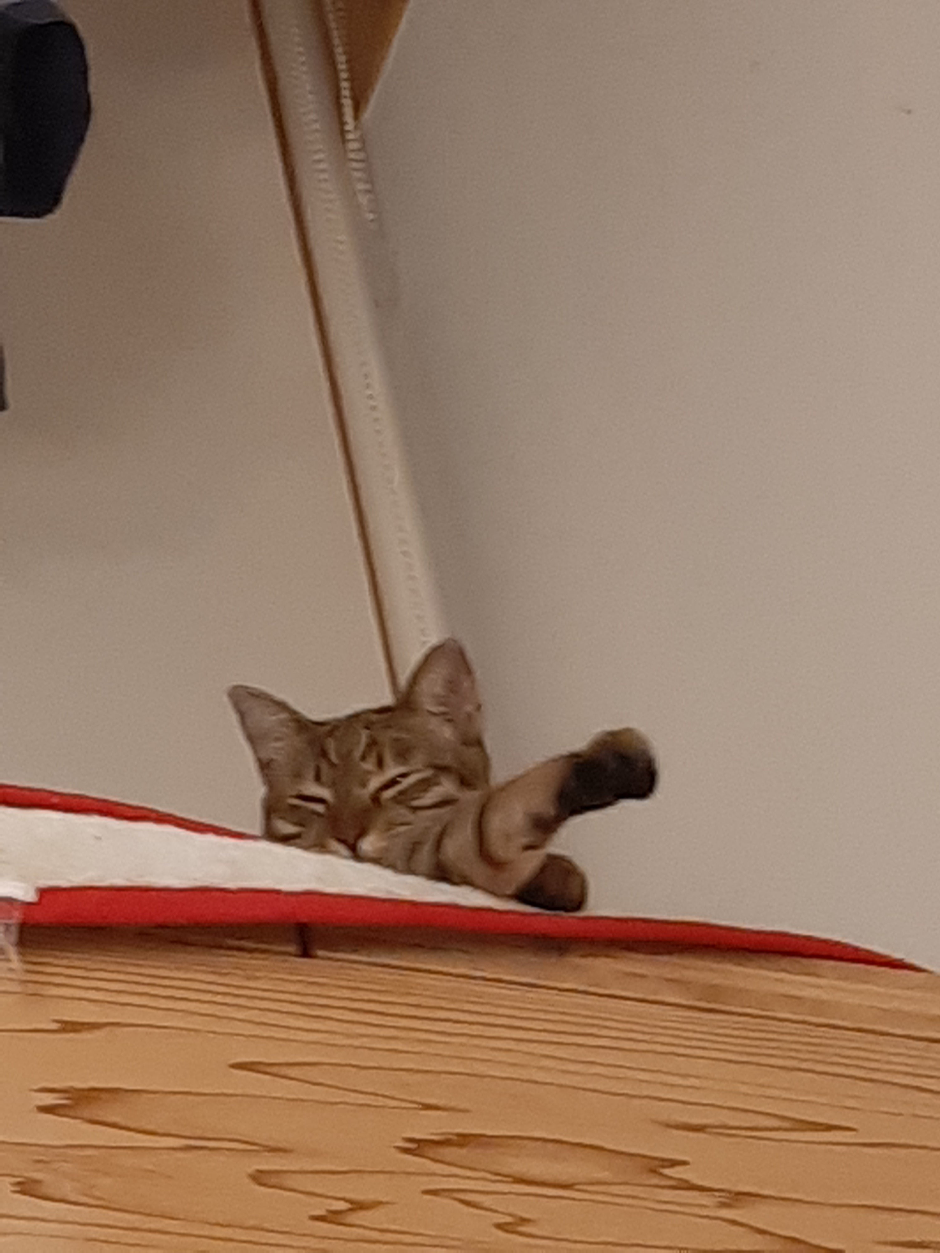 アルコナ