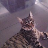 オオイシヨウコ