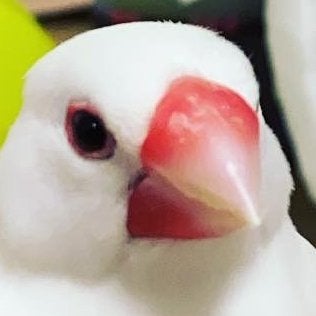 popibunchokobo