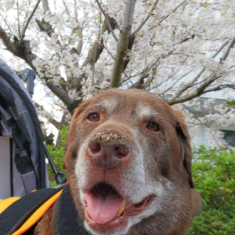 まなみマッシュ