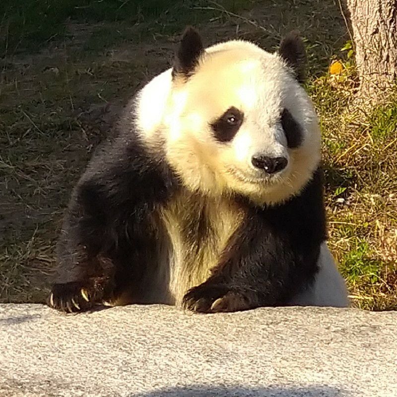 はすちゃん