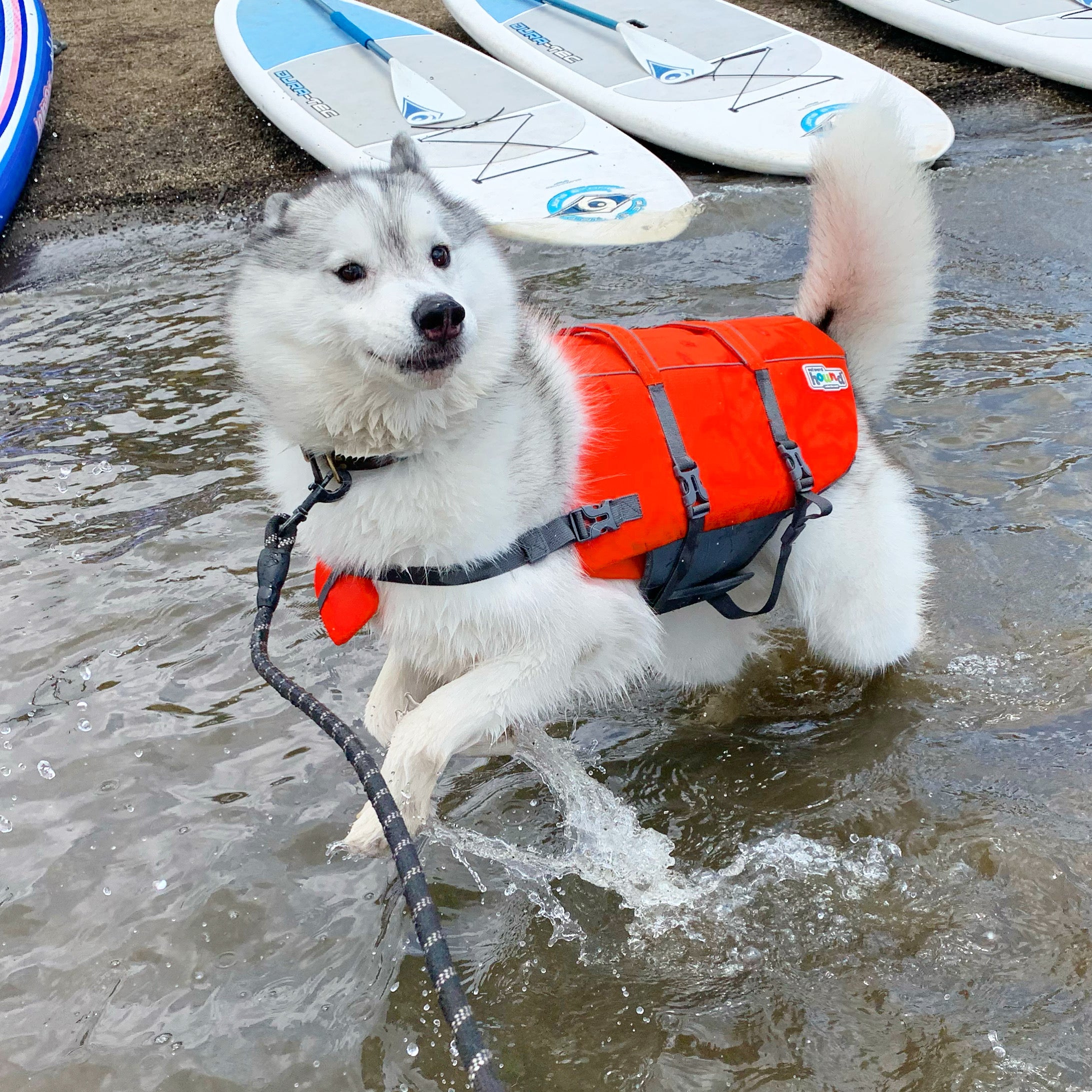apollothehusky