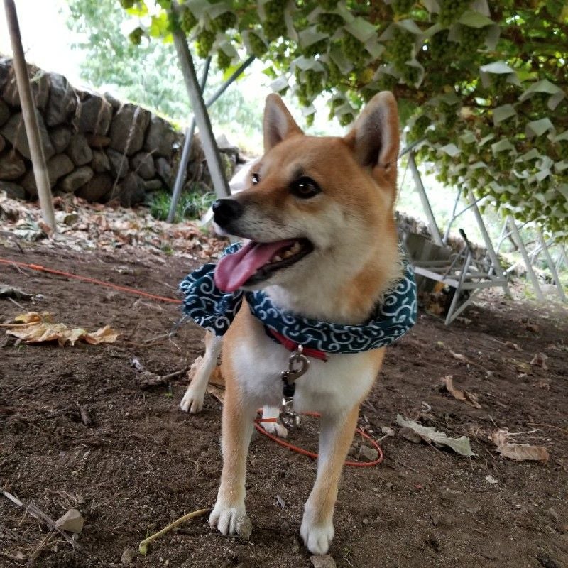 chico0831