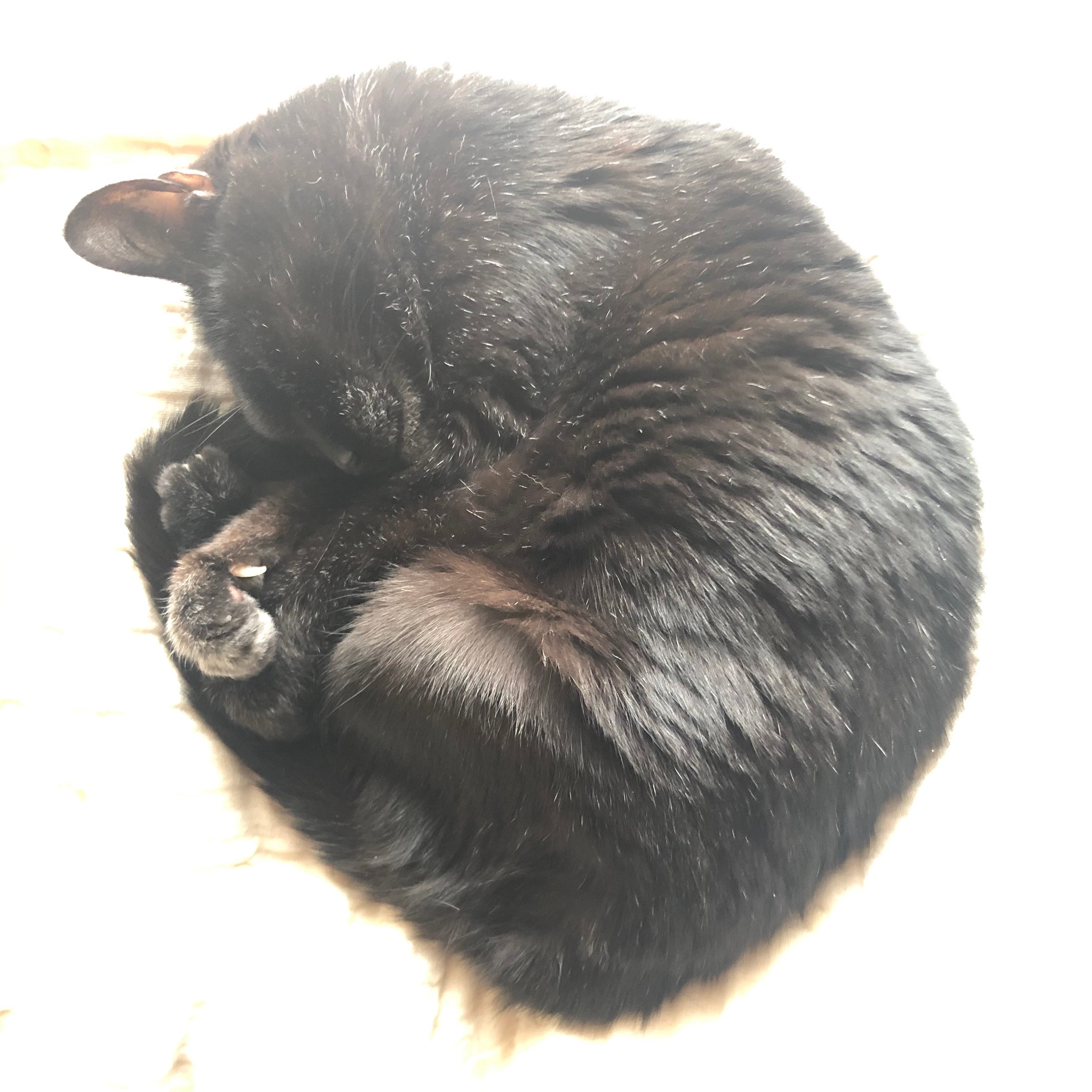 owlish