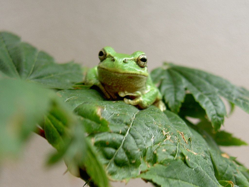 びっき