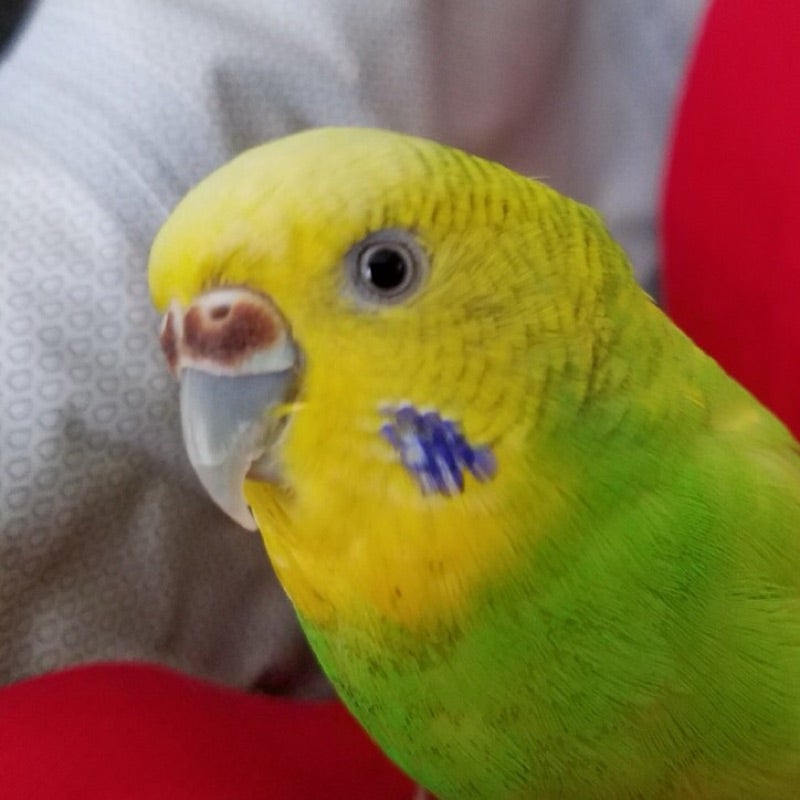 けんざぶろう