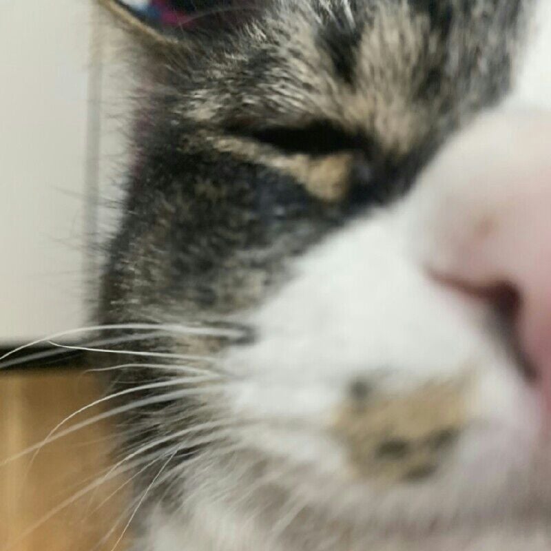 はがてん