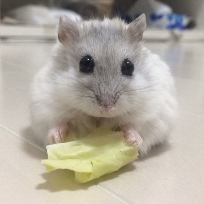 轟  みやび