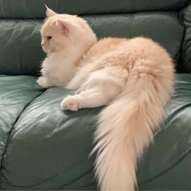 ちづすにゃ
