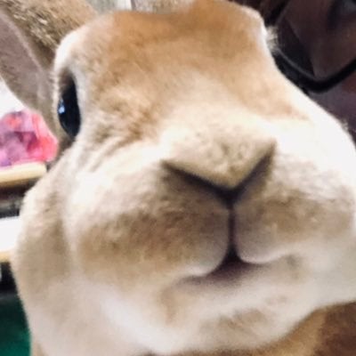 ポチャッコと暮らそう☆夢の超BIGふかふかぬいぐるみクッション