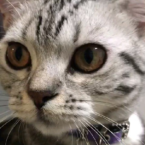 だいすけ（ぽん）