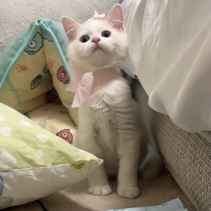 あちゃみな