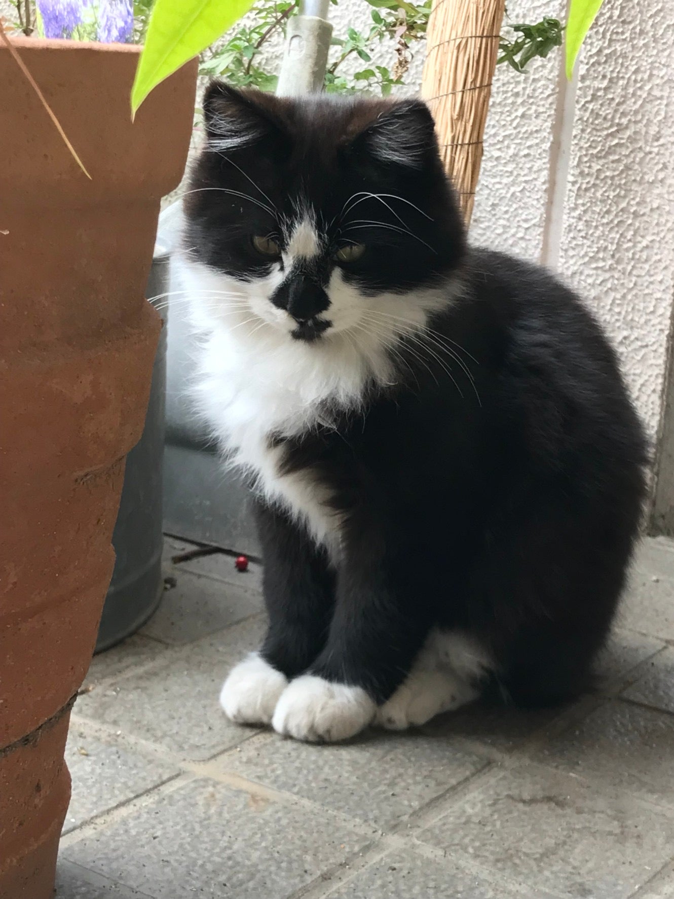 NYANT
